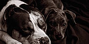 Haze is registered to the contest to win money with this photo: dog, sleeping, cuddling, blanket, closeup, portrait, animal, pet, companion, cozy, resting, fur, black_and_white, monochrome, peaceful, cute, domestic_animal, indoor, quiet, snuggle
