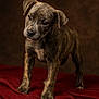 Haze is registered to the contest to win money with this photo: puppy, dog, brindle, pet, animal, cute, portrait, studio, brown_background, red_fabric, young, fur, eyes, ears, standing, curious, adorable, domestic_animal, canine, head_tilt