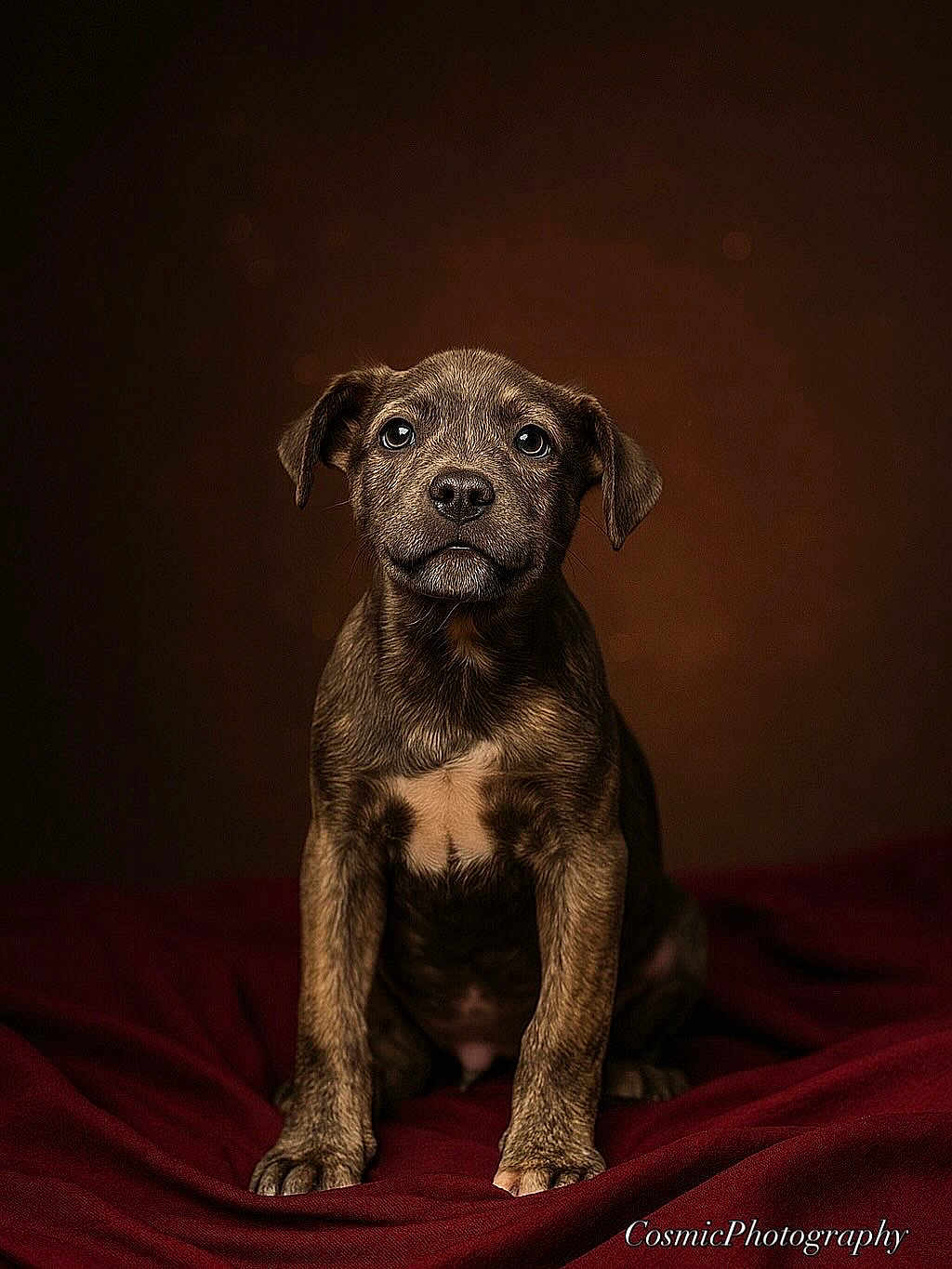 Haze is registered to the contest to win money with this photo: puppy, dog, brindle_coat, sitting, portrait, animal, pet, brown_background, studio_lighting, cute, young, fur, eyes, expression, indoor, cozy, pose, still_life, soft_light, blanket