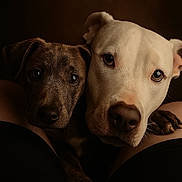 Haze joined the competition — help win amazing prizes! dog, puppy, close_up, portrait, animal, pet, brown_dog, white_dog, snuggling, cute, furry, face, eyes, whiskers, nose, dark_background, intimate, close_together, friendship, companionship