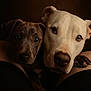 dog, puppy, close_up, portrait, animal, pet, brown_dog, white_dog, snuggling, cute, furry, face, eyes, whiskers, nose, dark_background, intimate, close_together, friendship, companionship