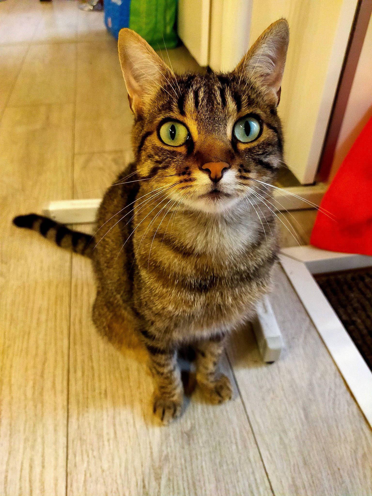 Prune participe au concours pour gagner de l'argent avec cette photo : carnivore, cat, claw, domestic_short_haired_cat, felidae, flooring, fur, hardwood, paw, sitting, small_to_medium_sized_cats, snout, tail, terrestrial_animal, varnish, whiskers, wood, wood_flooring, wood_stain