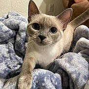 Pandy is registered to the contest to win money with this photo: cat, siamese, pet, animal, feline, curious, blue_blanket, cozy, soft_texture, whiskers, close_up, indoor, cute, paw, ears, fur, domestic_animal, looking, resting, young_cat