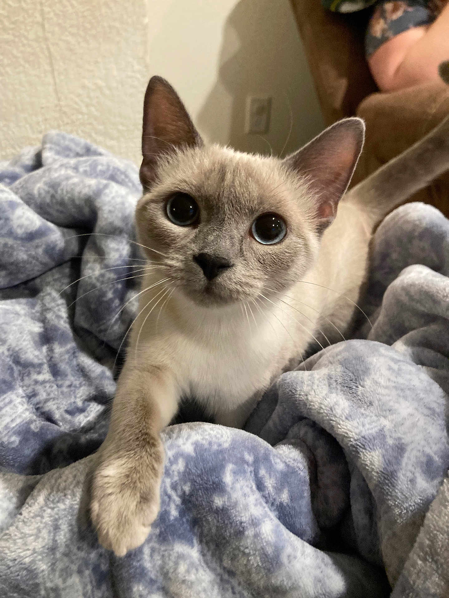 Pandy is registered to the contest to win money with this photo: cat, siamese, pet, animal, feline, curious, blue_blanket, cozy, soft_texture, whiskers, close_up, indoor, cute, paw, ears, fur, domestic_animal, looking, resting, young_cat