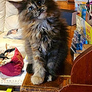 Baya participe au concours pour gagner de l'argent avec cette photo : kitten, cat, fluffy, feline, pet, curious, indoor, wooden_desk, household_items, living_room, cozy, fur, cute, young_animal, domestic, soft_fur, tilted_head, close_up, small, sitting