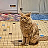 Yoda a rejoint le concours — aidez-le/la à gagner de superbes lots ! cat, orange_cat, fluffy, sitting, floor, kitchen, tiles, rug, cabinet, door_hinge, indoor, pet, animal, fur, whiskers, tail, home, quiet, calm, serious_expression