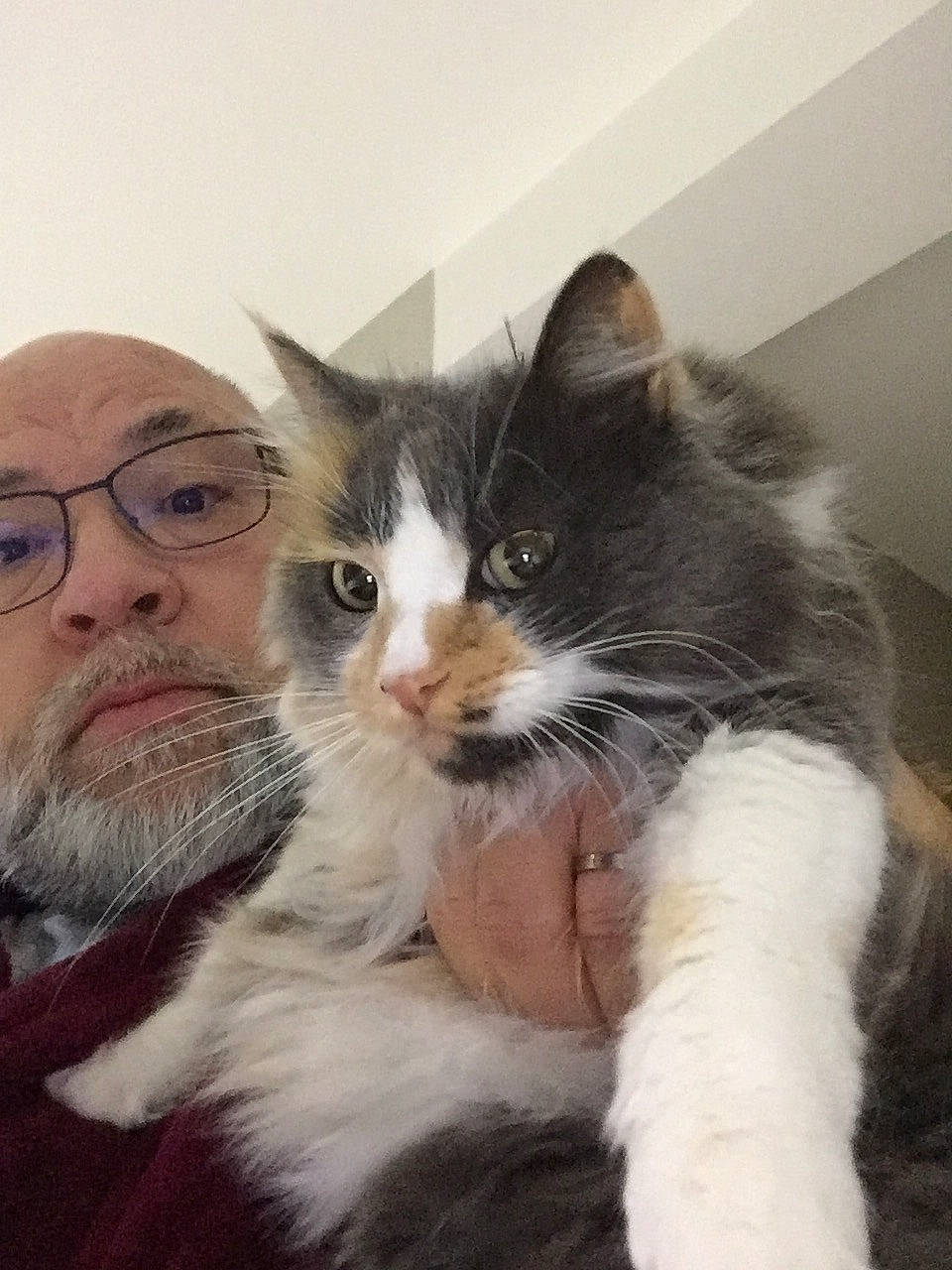 Mimmi participe au concours pour gagner de l'argent avec cette photo : carnivore, cat, domestic_long_haired_cat, felidae, fur, kitten, maine_coon, mammal, norwegian_forest_cat, polydactyl_cat, ragamuffin, ragdoll, siberian, small_to_medium_sized_cats, whiskers