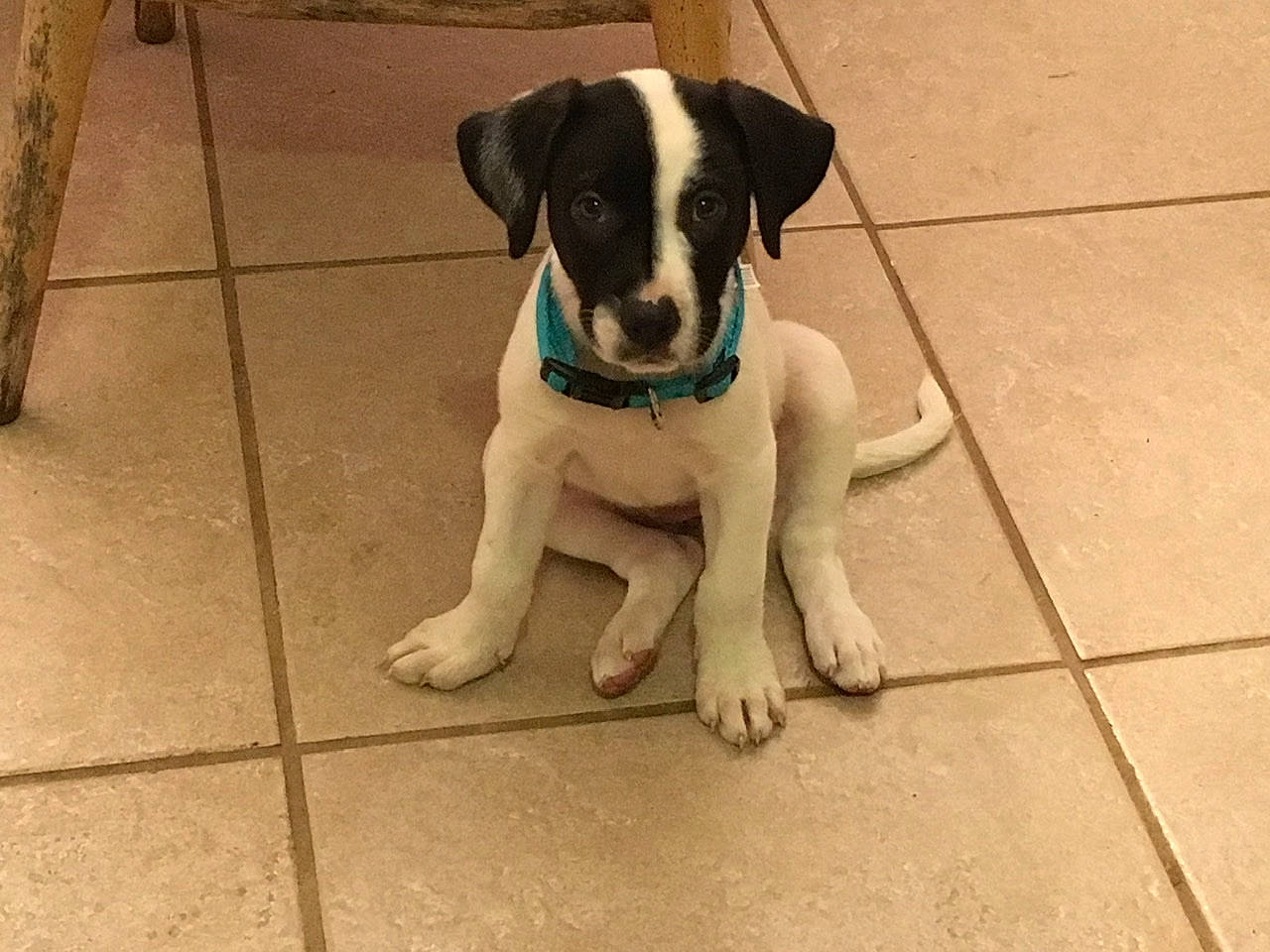 Cahlie is registered to the contest to win money with this photo: brazilian_terrier, canidae, carnivore, chilean_fox_terrier, companion_dog, danish_swedish_farmdog, dog, dog_breed, feist, fox_terrier, japanese_terrier, mammal, pointer, rare_breed_dog, ratonero_bodeguero_andaluz, smooth_fox_terrier, sporting_group, street_dog, tail, vertebrate