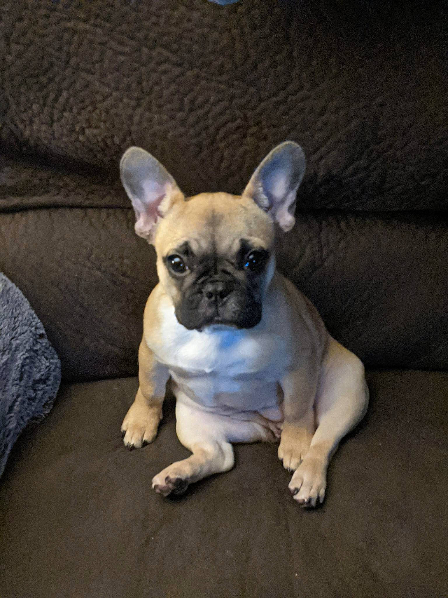 Kaia is registered to the contest to win money with this photo: bulldog, canidae, carnivore, comfort, companion_dog, dog, dog_breed, fawn, mammal, non_sporting_group, paw, sitting, snout, sporting_group, tail, terrestrial_animal, toy_dog, whiskers, working_animal, wrinkle