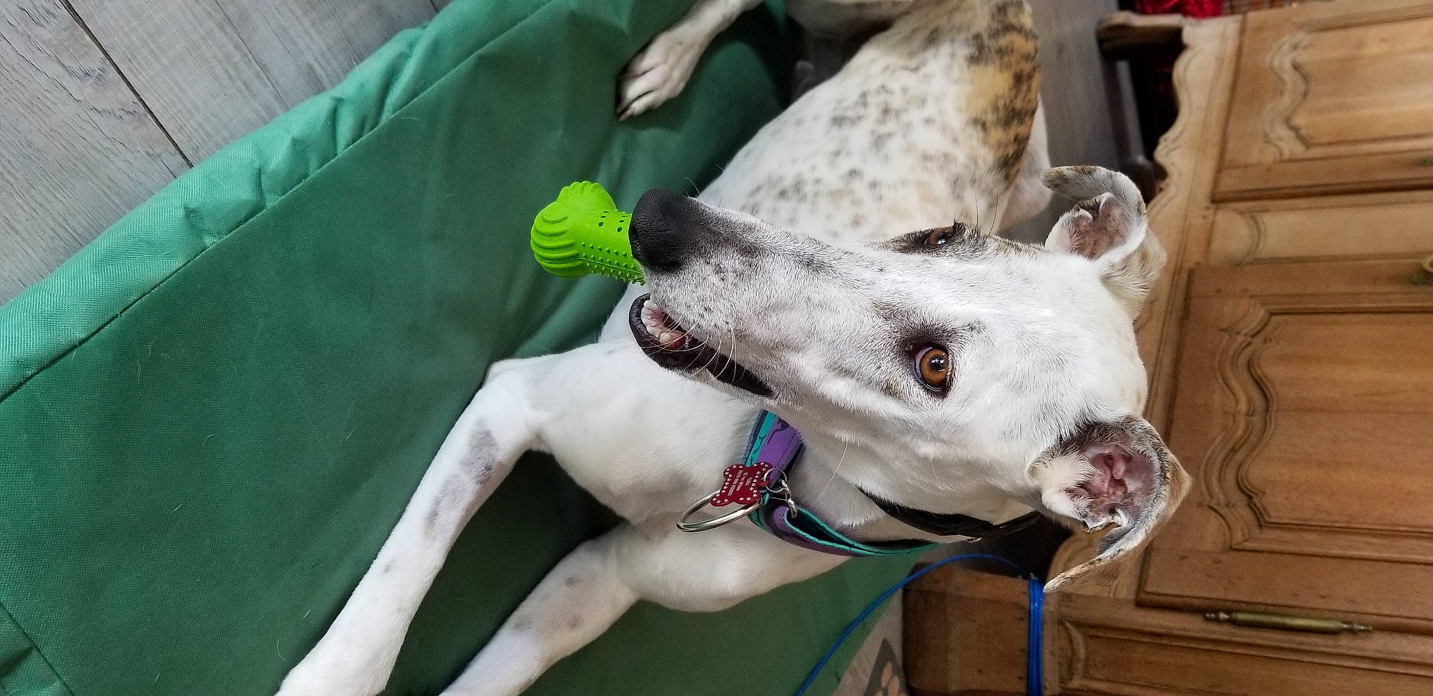 Flora a rejoint le concours — aidez-le/la à gagner de superbes lots ! canidae, carnivore, collar, companion_dog, dog, dog_breed, dog_collar, dog_supply, fawn, jaw, leash, liver, pet_supply, polish_greyhound, rampur_greyhound, sighthound, snout, sporting_group, whiskers, working_animal