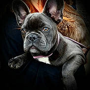 Aslow a rejoint le concours — aidez-le/la à gagner de superbes lots ! french_bulldog, puppy, dog, pet, close_up, collar, black_fur, resting, person, arm, fur_coat, reddish_hair, portrait, animal, companion, cute, indoor, expression, canine, young_dog