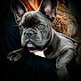 french_bulldog, puppy, dog, pet, close_up, collar, black_fur, resting, person, arm, fur_coat, reddish_hair, portrait, animal, companion, cute, indoor, expression, canine, young_dog