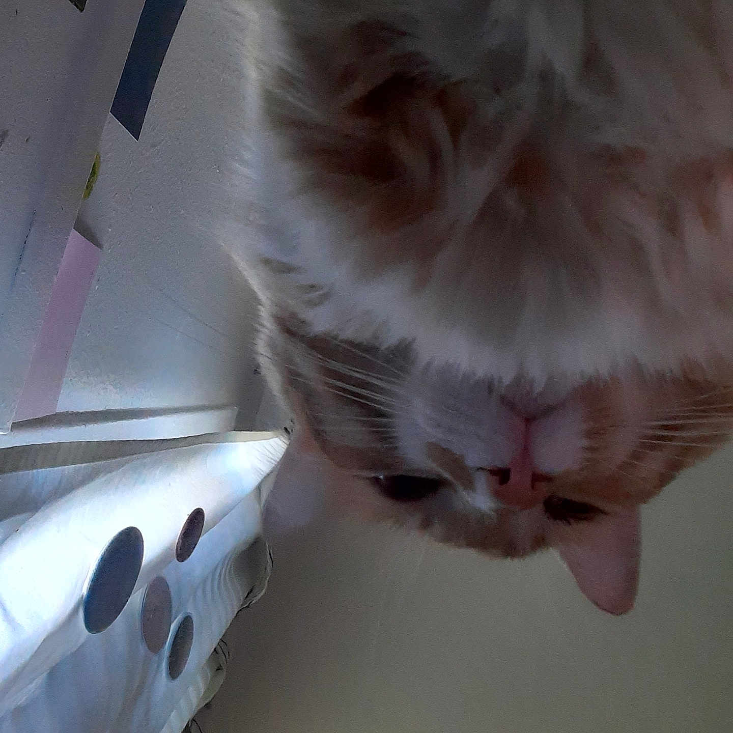 Oscar Chesterfield is registered to the contest to win money with this photo: animal, cat, circle_pattern, close_up, curious, curtain, ears, feline, fluffy, fur, indoor, looking_down, nose, orange_cat, pattern, pet, soft, upside_down, whiskers, white_cat