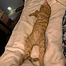Simba is registered to the contest to win money with this photo: cat, orange_tabby, pet, animal, sleeping, lying_down, relaxed, fluffy, striped_fur, bed, blanket, bedroom, indoors, cozy, nap, stretched_out, tail, paws, warm_lighting, home