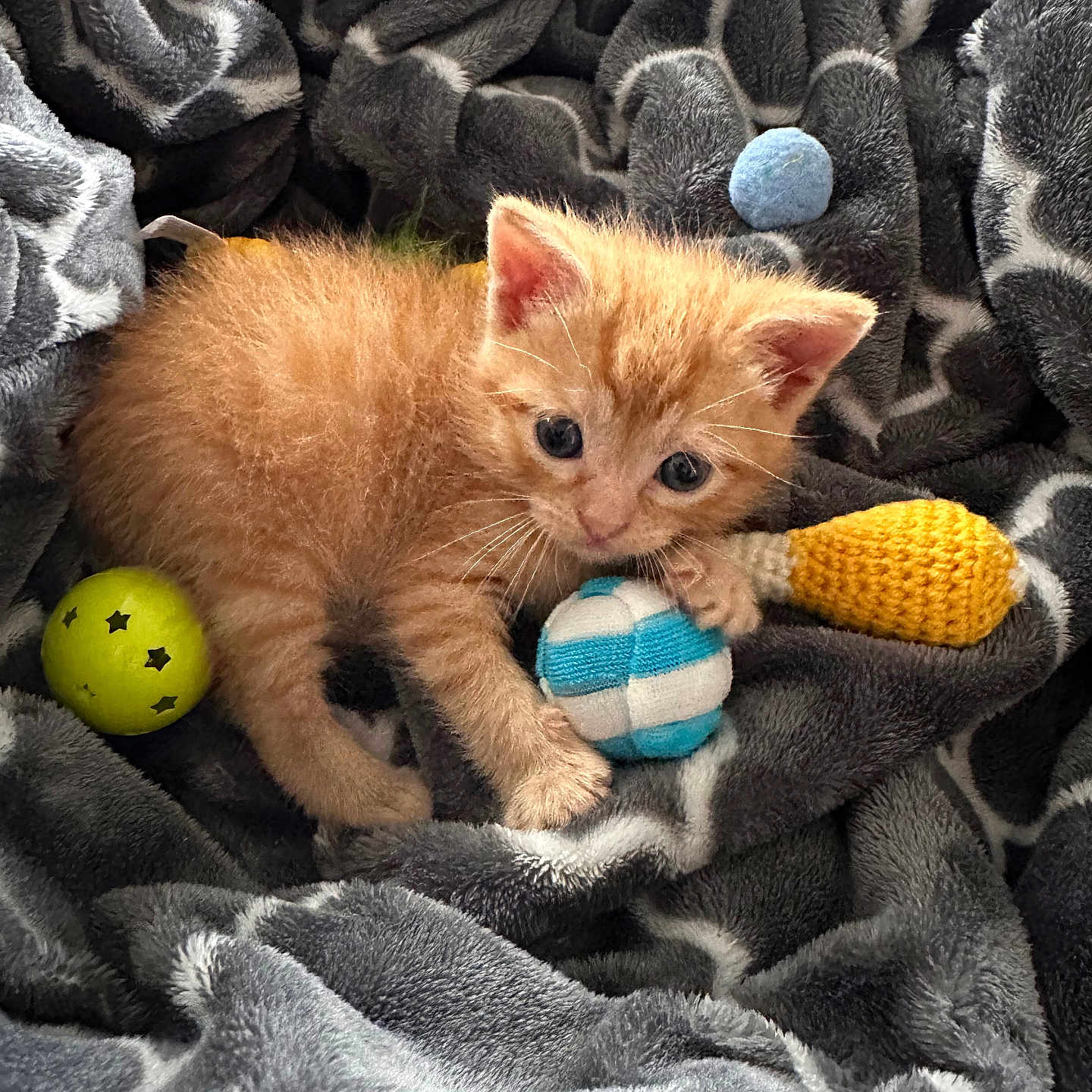 Simba