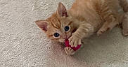 Simba is registered to the contest to win money with this photo: kitten, cat, orange_tabby, pet, animal, feline, fur, whiskers, ears, eyes, paws, pink_toy, playing, lying_down, carpet, indoors, home, cute, adorable, portrait