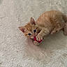kitten, cat, orange_tabby, pet, animal, feline, fur, whiskers, ears, eyes, paws, pink_toy, playing, lying_down, carpet, indoors, home, cute, adorable, portrait
