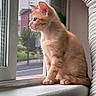 cat, kitten, orange_cat, ginger_cat, feline, pet, animal, sitting, windowsill, window, indoor, daylight, whiskers, fur, ears, tail, portrait, side_profile, curious, home
