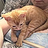 Simba joined the competition — help win amazing prizes! cat, kitten, orange_cat, tabby, pet, animal, sleepy, sitting, lying_down, fur, whiskers, ears, paws, tail, person, lap, cushion, blanket, indoor, portrait