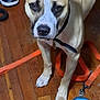 animal, blue_slipper, collar, companion, curious, dog, domestic, ears, flooring, household, indoor, leash, looking_up, nose, paw, pet, standing, tan_dog, white_markings, wooden_floor
