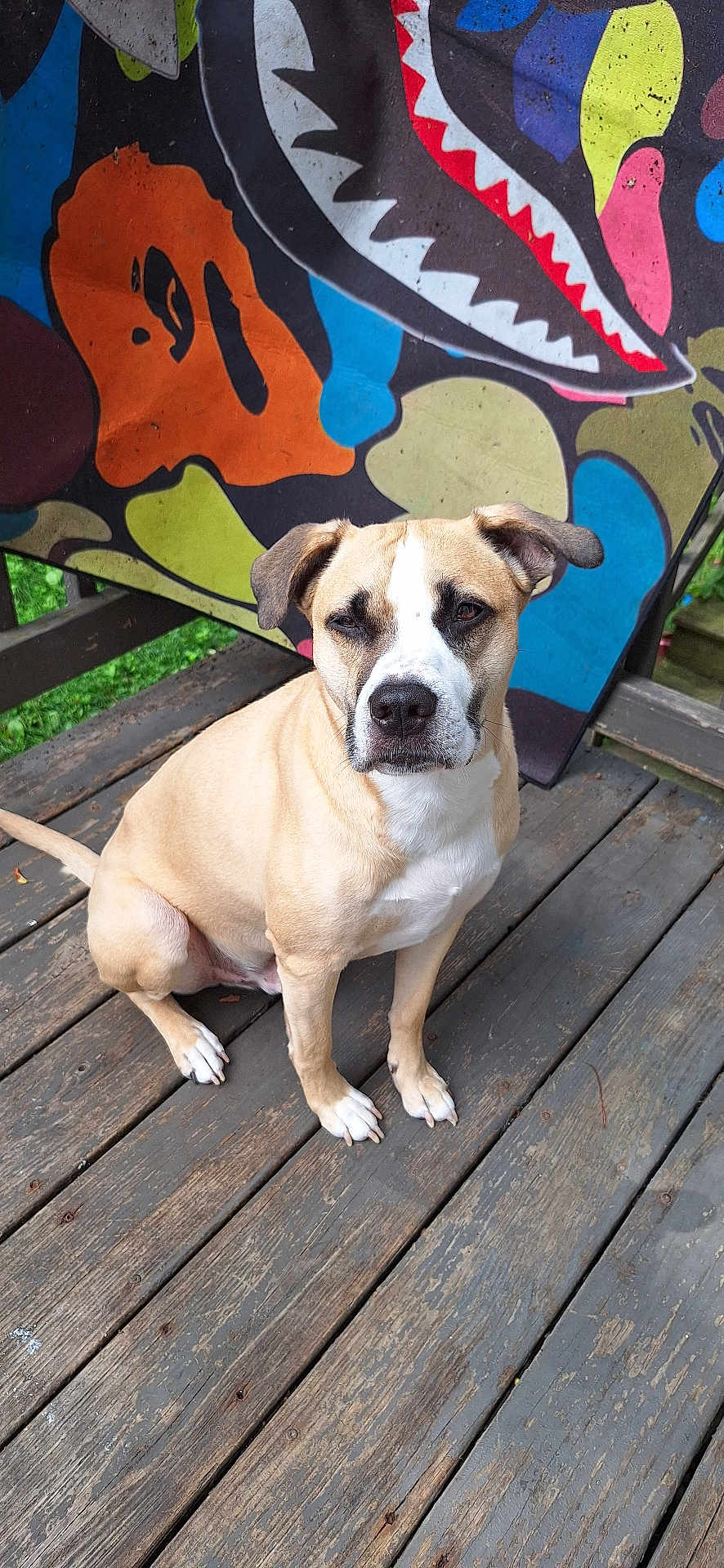 Kiba is registered to the contest to win money with this photo: abstract_art, animal, background, brown, canine, colorful, daylight, dog, ears, expression, mural, nature, outdoor, pet, portrait, quiet, sitting, tail, white, wooden_deck