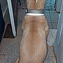 Kiba is registered to the contest to win money with this photo: animal, back_view, brown_fur, collar, dog, domestic, doorway, ears, floor_mat, hallway, indoor, pet, quiet, reflective_collar, rug, sitting, tan_dog, tile_floor, waiting, wall