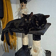 Chaussette a rejoint le concours — aidez-le/la à gagner de superbes lots ! black_cat, cat_tree, indoor, furniture, pet, animal, scratched, scratching_post, yellow_scarf, wall, relaxed, two_cats, feline, domestic_cat, resting, fur, ears, whiskers, curious, grumpy