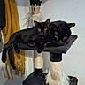 animal, black_cat, cat_tree, curious, domestic_cat, ears, feline, fur, furniture, grumpy, indoor, pet, relaxed, resting, scratched, scratching_post, two_cats, wall, whiskers, yellow_scarf