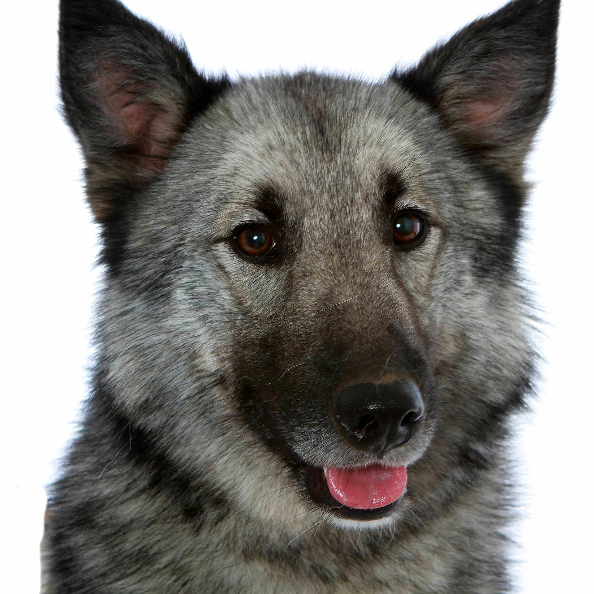 Naïko