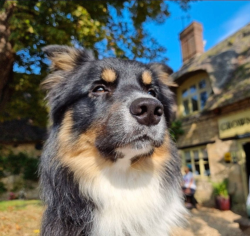 Floyd joined the competition — help win amazing prizes! ancient_dog_breeds, building, canidae, carnivore, companion_dog, dog, dog_breed, fawn, fur, guard_dog, herding_dog, plant, sky, snout, sporting_group, terrestrial_animal, tree, whiskers, working_animal, working_dog