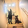 dog, dogs, staircase, carpet, indoor, pets, black_dog, white_dog, brown_dog, door, home, wall, railing, curious, animal, canine, three_dogs, light, shadow, floor