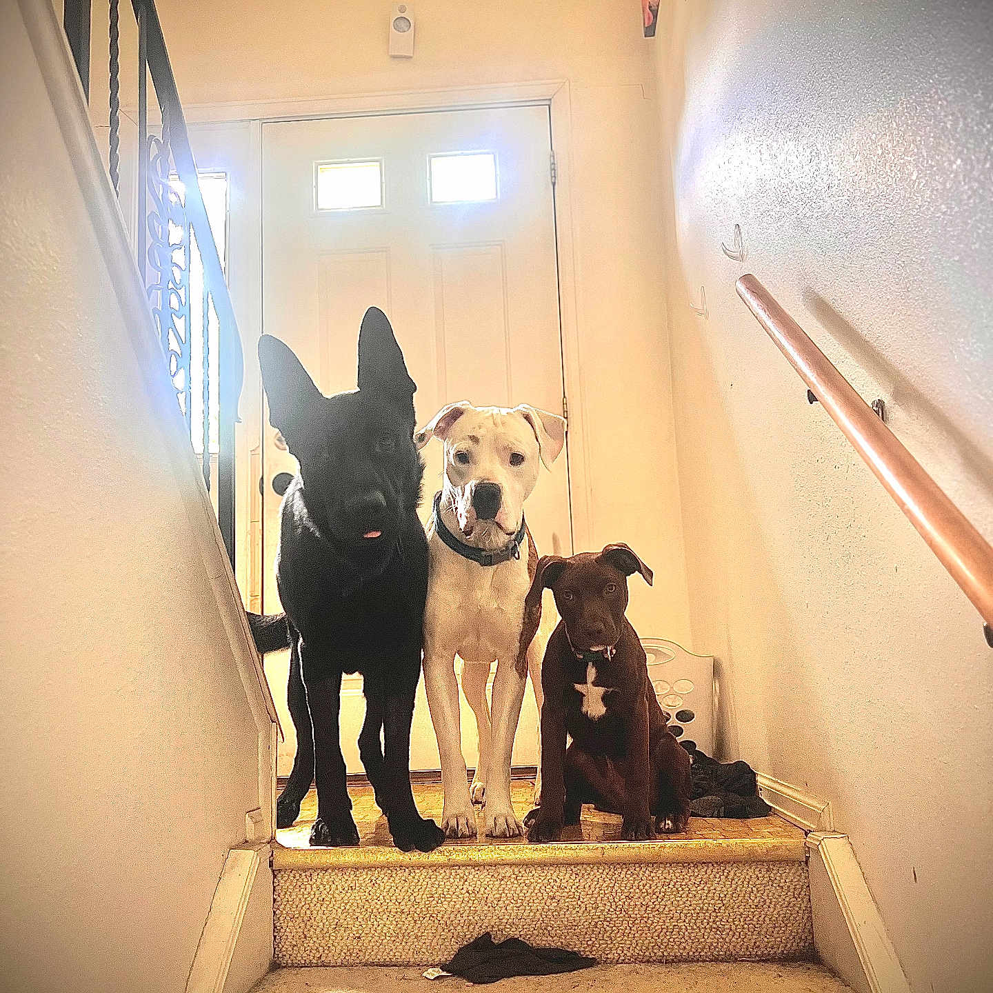 Tyson Coal And Koda joined the competition — help win amazing prizes! animal, black_dog, brown_dog, canine, carpet, curious, dog, dogs, door, floor, home, indoor, light, pets, railing, shadow, staircase, three_dogs, wall, white_dog