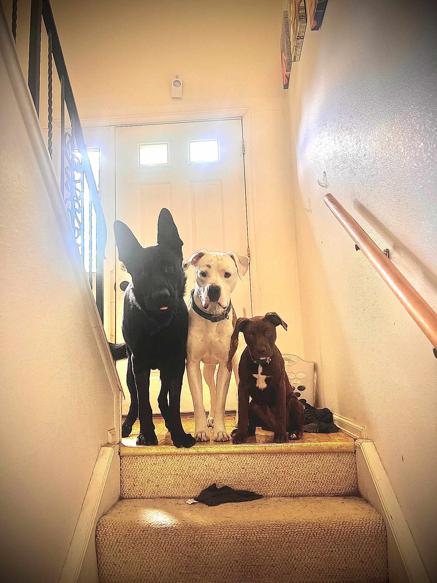Tyson Coal And Koda joined the competition — help win amazing prizes! dog, dogs, staircase, carpet, indoor, pets, black_dog, white_dog, brown_dog, door, home, wall, railing, curious, animal, canine, three_dogs, light, shadow, floor
