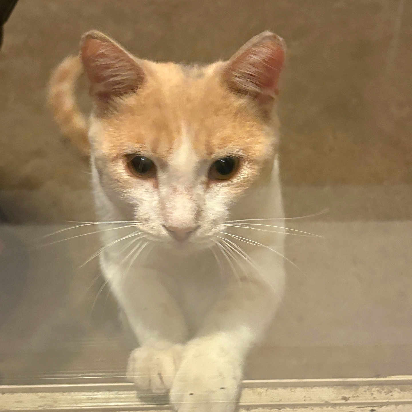 Jasper joined the competition — help win amazing prizes! animal, cat, close_up, curious, cute, domestic_cat, eyes, face, feline, front_view, fur, glass_door, indoor, looking, nose, orange_cat, paws, pet, whiskers, white_cat