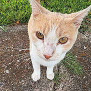 Jasper is registered to the contest to win money with this photo: cat, animal, pet, whiskers, outdoor, grass, concrete, closeup, curious, amber_eyes, feline, cute, nature, mammal, small_animal, portrait, looking_up, ears, paws, fur