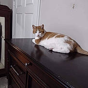 Ginger is registered to the contest to win money with this photo: cat, orange_and_white_cat, feline, pet, indoor, furniture, dresser, wooden_dresser, door, mirror, reflection, carpet, wall, relaxed, resting, animal, domestic_animal, quiet, calm, room