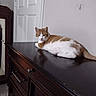 cat, orange_and_white_cat, feline, pet, indoor, furniture, dresser, wooden_dresser, door, mirror, reflection, carpet, wall, relaxed, resting, animal, domestic_animal, quiet, calm, room