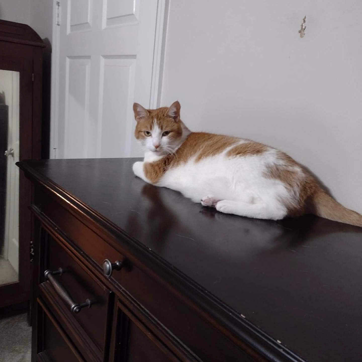 Ginger is registered to the contest to win money with this photo: cat, orange_and_white_cat, feline, pet, indoor, furniture, dresser, wooden_dresser, door, mirror, reflection, carpet, wall, relaxed, resting, animal, domestic_animal, quiet, calm, room