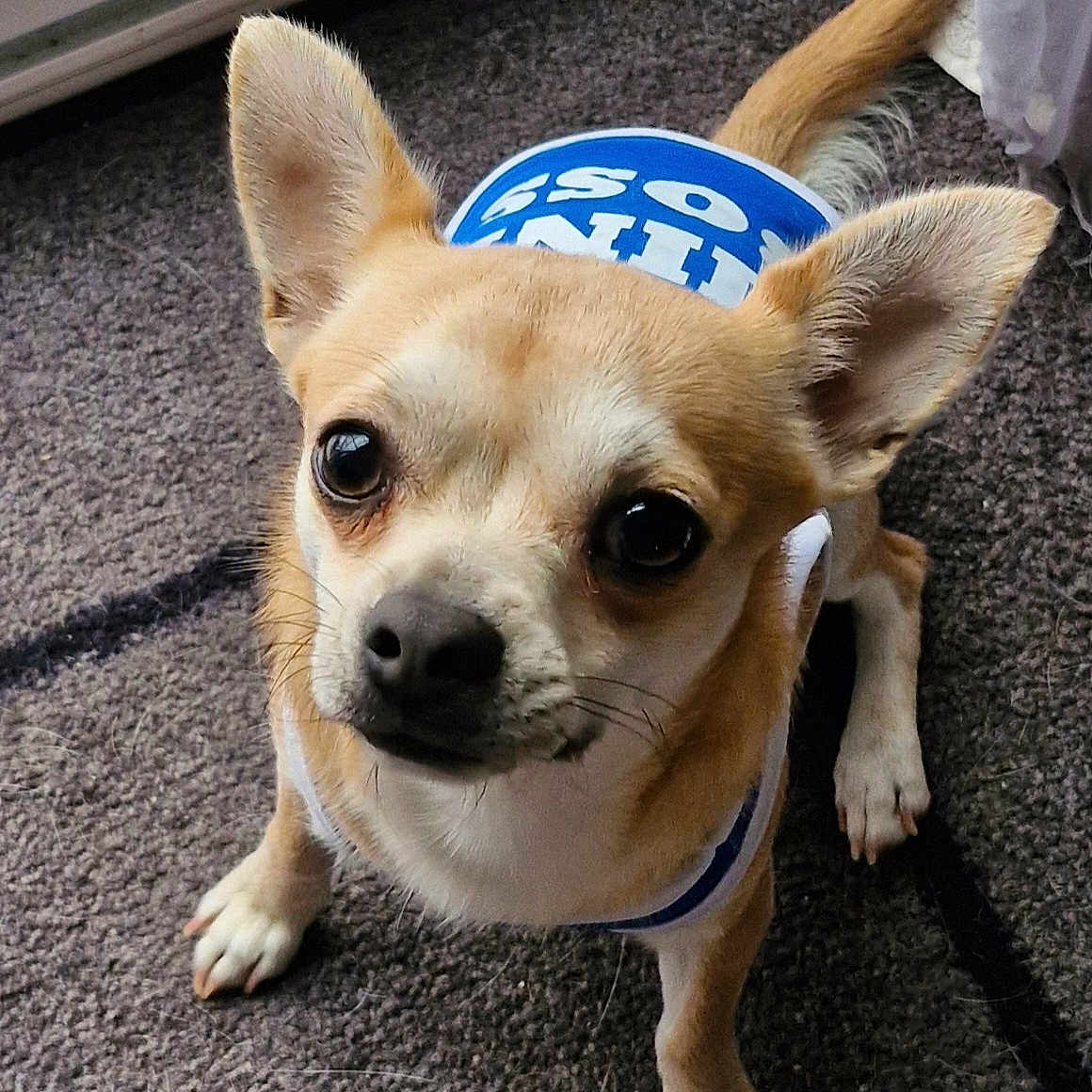 Usty participe au concours pour gagner de l'argent avec cette photo : accessories, animal, beagle, canine, chihuahua, cockerspaniel, dog, hound, leash, papillon, pet, puppy, strap, whitedog