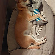 Usty participe au concours pour gagner de l'argent avec cette photo : accessories, animal, armchair, blanket, canine, chair, chihuahua, couch, cushion, dog, furniture, homedecor, hound, husky, indoors, interiordesign, person, pet, puppy, sleeping