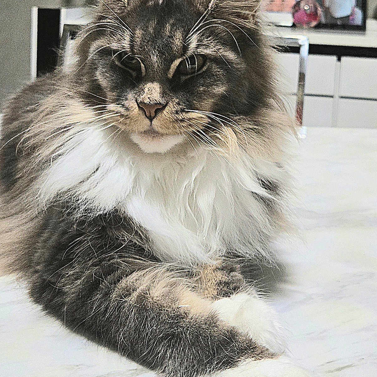 Zelda