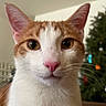 cat, orange_and_white, close_up, pet, indoor, whiskers, pink_nose, ears, fur, animal, curious, eyes, face, christmas_tree, holiday, decorations, blurred_background, domestic_cat, cute, feline