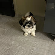 Vanille a rejoint le concours — aidez-le/la à gagner de superbes lots ! affenpinscher, animal, canine, cockerspaniel, dog, hardwood, indoors, interiordesign, papillon, pet, poodle, puppy, terrier, whitedog, wood