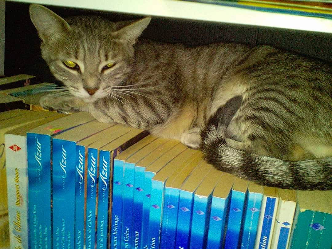 Era a rejoint le concours — aidez-le/la à gagner de superbes lots ! american_shorthair, asian, australian_mist, box, california_spangled, carnivore, cat, domestic_short_haired_cat, dragon_li, european_shorthair, felidae, kitten, mammal, ocicat, pixie_bob, small_to_medium_sized_cats, tabby_cat, tail, toyger, whiskers