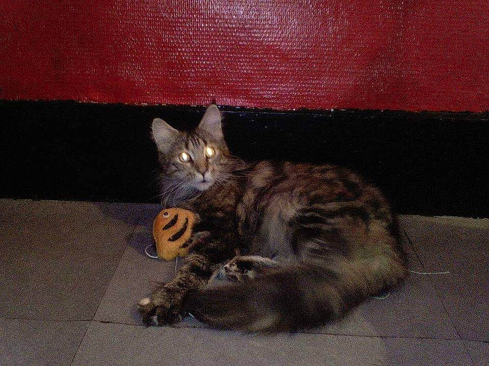 Jade a rejoint le concours — aidez-le/la à gagner de superbes lots ! asian, carnivore, cat, domestic_short_haired_cat, dragon_li, european_shorthair, felidae, german_rex, kitten, mammal, oriental_longhair, small_to_medium_sized_cats, sokoke, tabby_cat, tail, whiskers