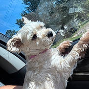 Little Bit joined the competition — help win amazing prizes! dog, small_dog, white_fur, fluffy, scruffy, pet, animal, car, dashboard, passenger, road_trip, outdoor, sunlight, trees, blue_sky, windshield, reflection, pink_collar, portrait, cute