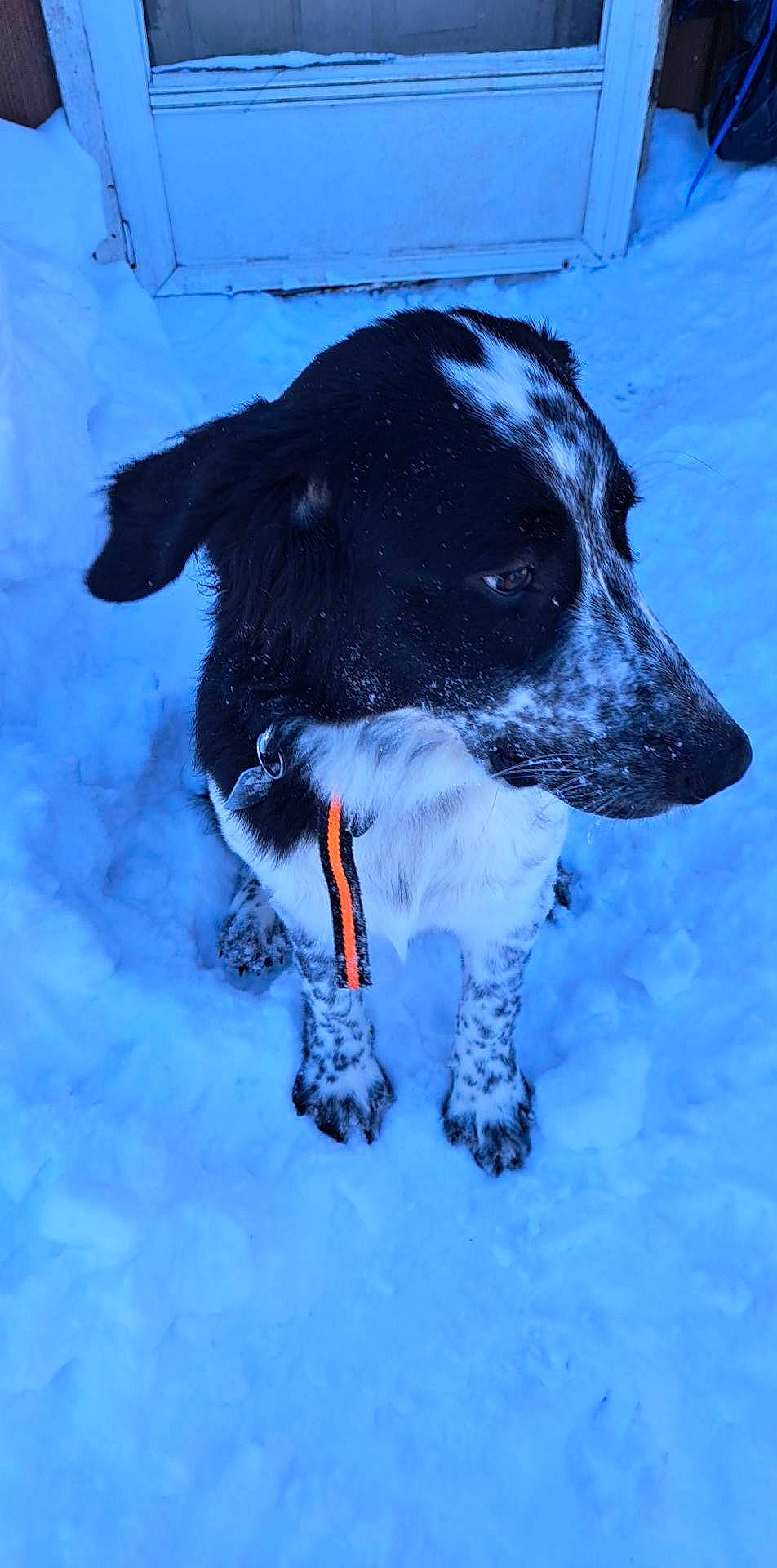 Amara is registered to the contest to win money with this photo: canidae, carnivore, collar, companion_dog, dog, dog_breed, dog_collar, dog_supply, electric_blue, freezing, guard_dog, gun_dog, hunting_dog, snout, snow, sporting_group, whiskers, winter, working_animal, working_dog