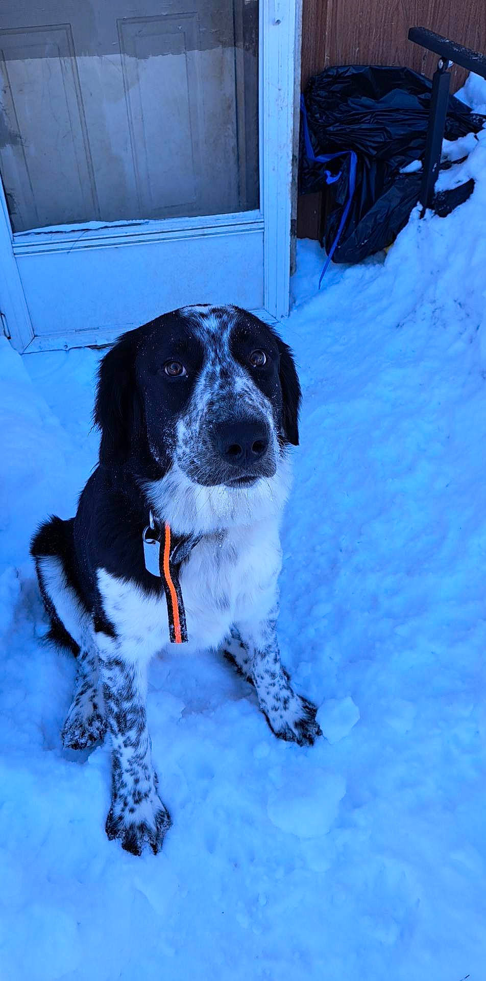Amara joined the competition — help win amazing prizes! blue, canidae, carnivore, companion_dog, dog, dog_breed, dog_collar, electric_blue, event, freezing, fur, gun_dog, hunting_dog, precipitation, snout, snow, spaniel, sporting_group, winter, working_dog