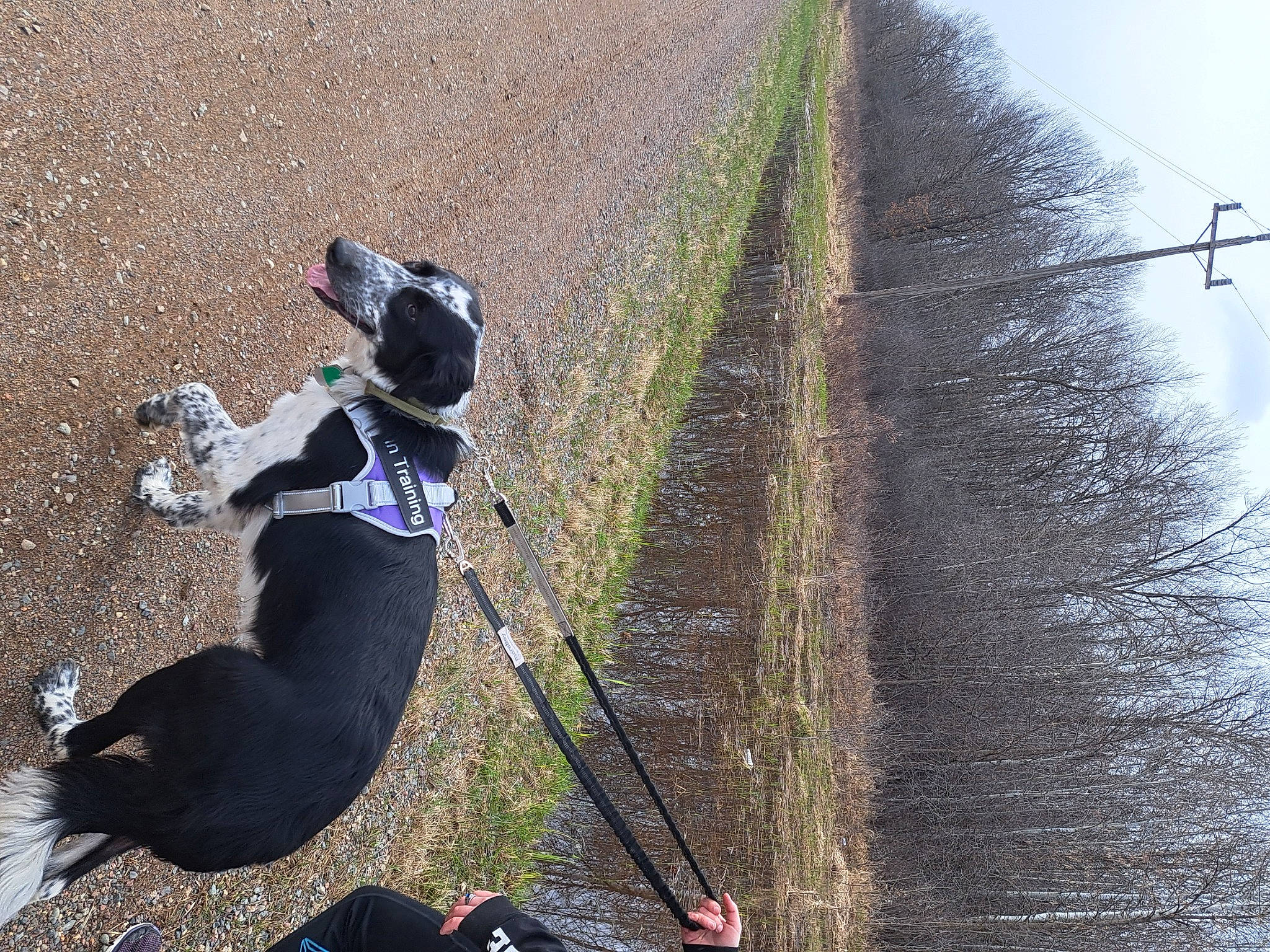 Amara is registered to the contest to win money with this photo: adventure, asphalt, carnivore, collar, companion_dog, dog, dog_breed, fashion_accessory, fun, grass, leash, pet_supply, plant, recreation, shadow, sky, slope, soil, tail, tree