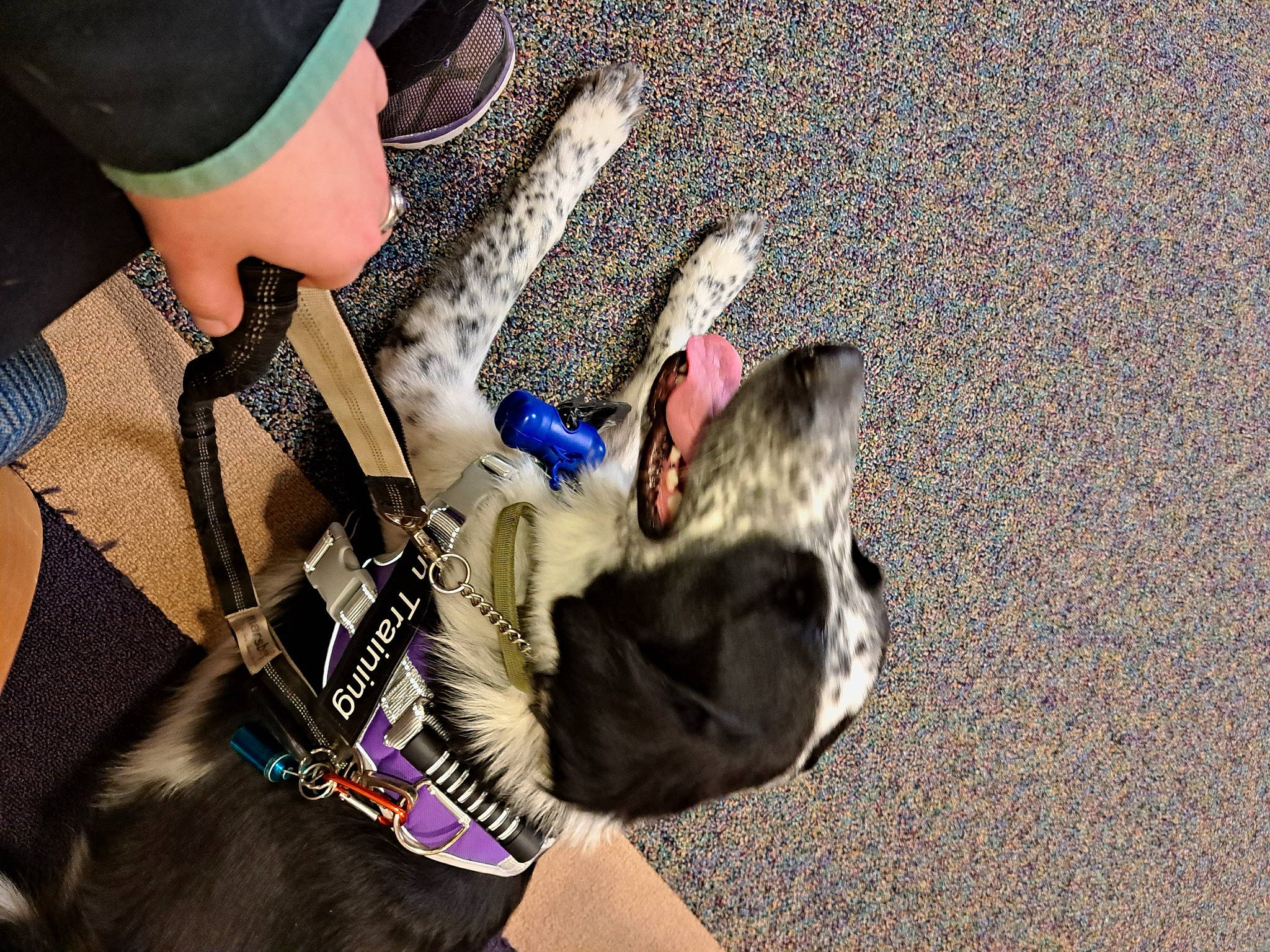 Amara is registered to the contest to win money with this photo: adventure, cap, carnivore, collar, companion_dog, cool, costume_hat, dog, dog_breed, dog_collar, eyewear, fashion_accessory, fun, fur, hat, human_body, leash, selfie, sun_hat, sunglasses